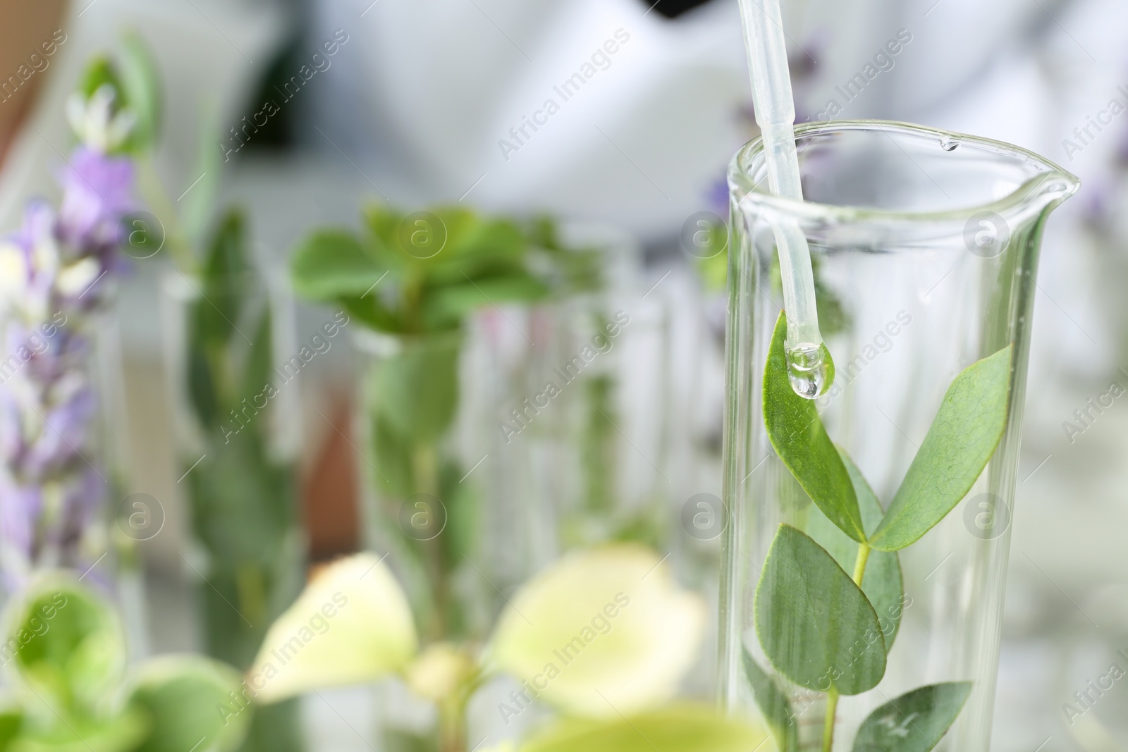 Photo of Dripping liquid on plant in test tube, closeup. Space for text