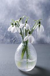 Photo of Vase with beautiful snowdrops on grey table