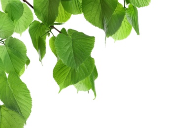 Beautiful spring green leaves on white background