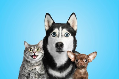Image of Cute surprised animals on light blue background. Tabby cat, Siberian Husky and Chihuahua dogs with big eyes