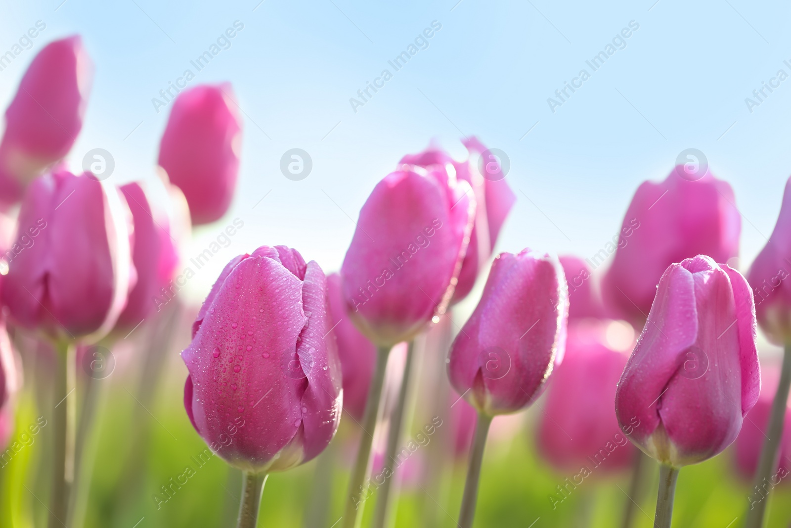 Photo of Blossoming tulips in field on sunny spring day