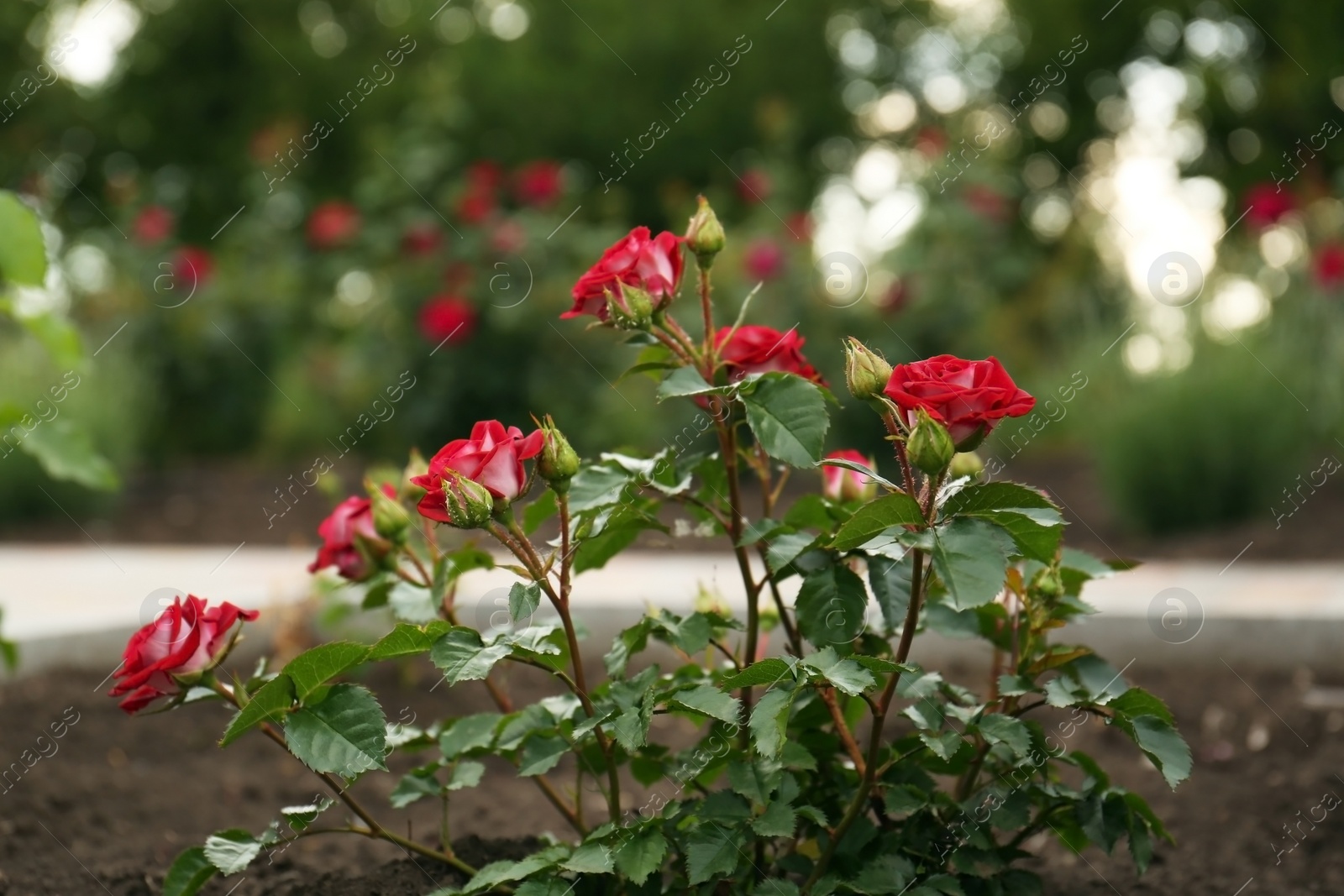 Photo of Beautiful blooming rose bush in flowerbed outdoors