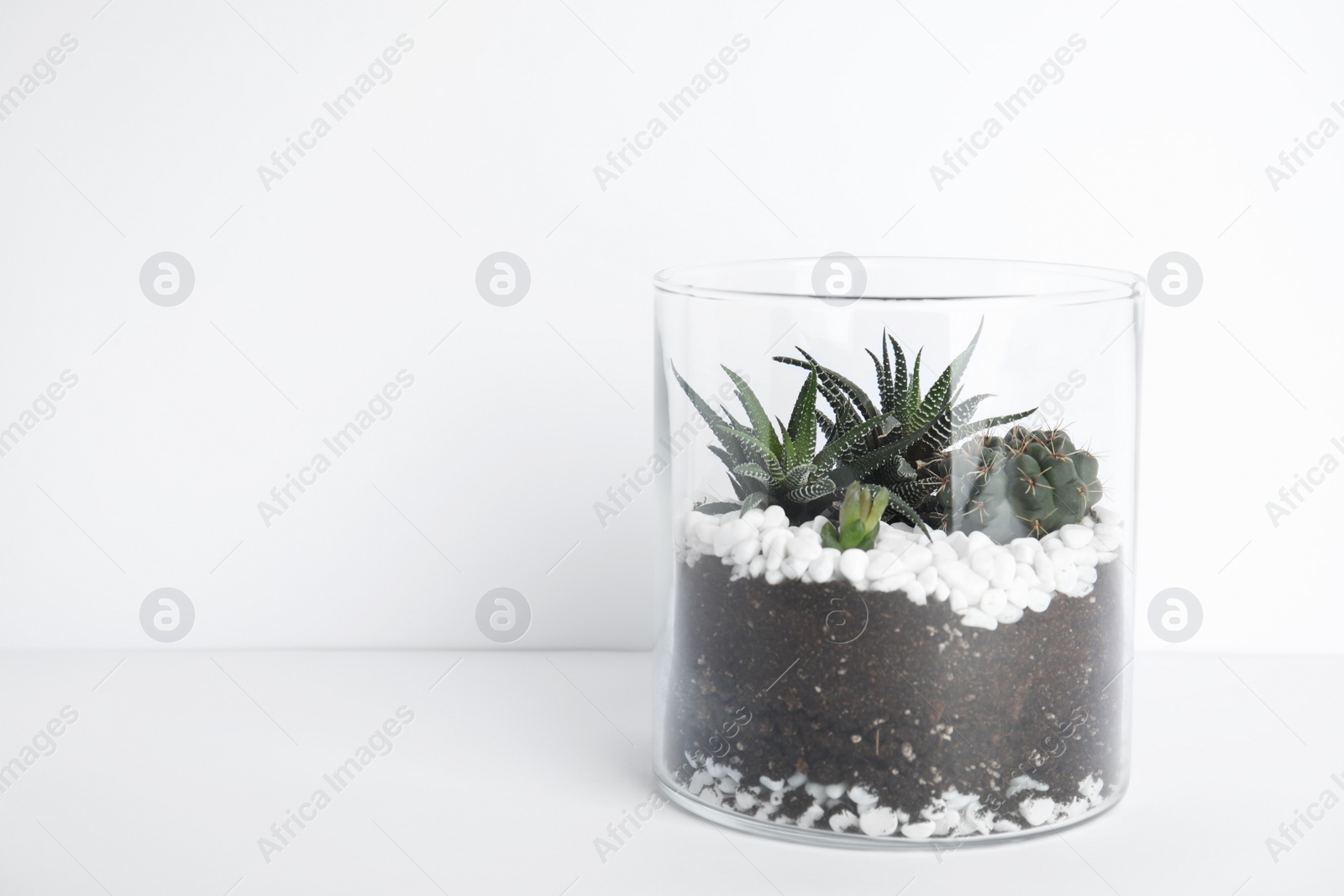 Photo of Glass florarium with different succulents on white background