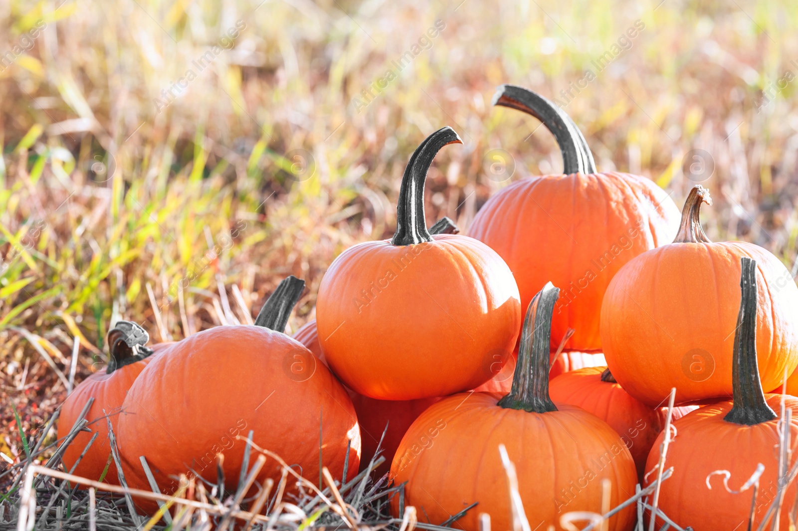 Photo of Many ripe orange pumpkins in field, space for text