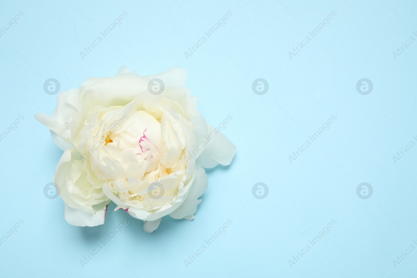 Photo of Beautiful white peony on light blue background, top view. Space for text