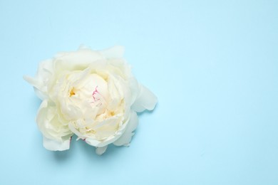 Beautiful white peony on light blue background, top view. Space for text