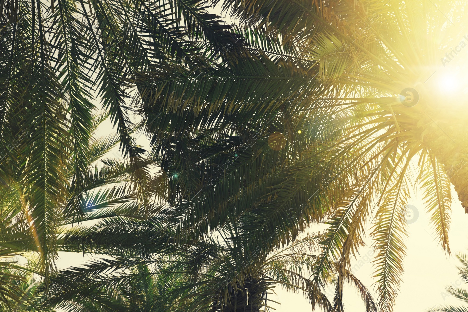 Image of Beautiful tropical palm trees outdoors on sunny day