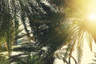 Image of Beautiful tropical palm trees outdoors on sunny day