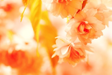 Image of Beautiful blossom on blurred background, closeup. Toned in orange