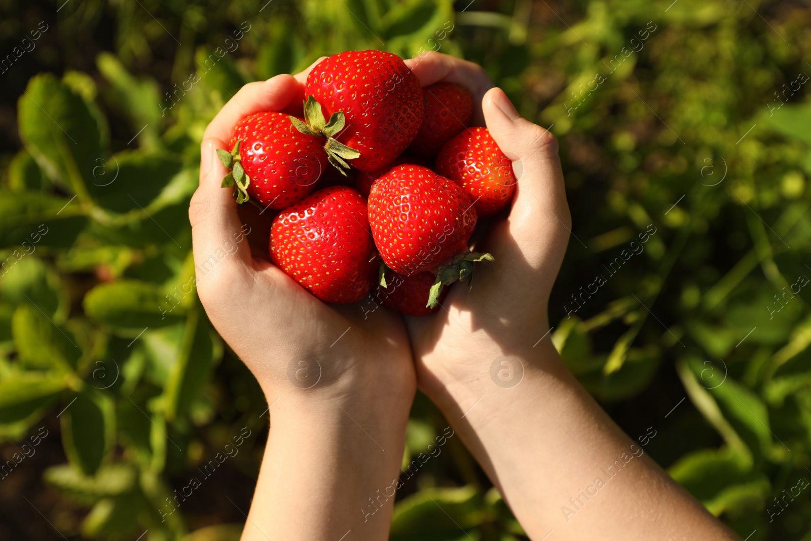 Photo of Woman holding fresh ripe strawberries over green grass on sunny day, top view