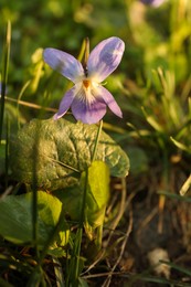 Beautiful wild violets blooming in forest. Spring flowers