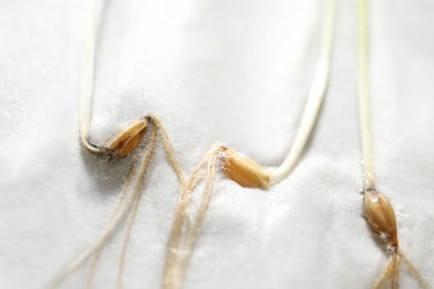Photo of Young seedlings on paper napkin, closeup. Laboratory research