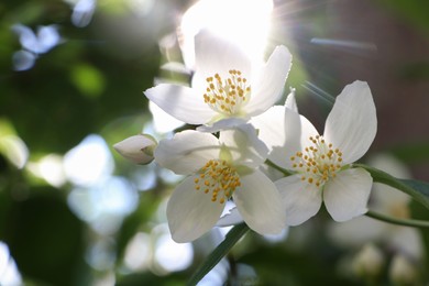 Photo of Closeup view of beautiful blooming white jasmine shrub outdoors on sunny day