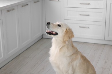Photo of Cute Labrador Retriever dog in room. Adorable pet