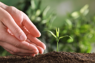 Photo of Woman protecting young green seedling in soil against blurred background, closeup with space for text