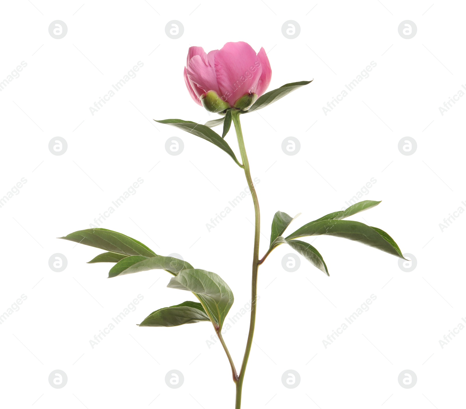 Photo of Fragrant bright peony on white background. Beautiful spring flower