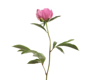 Fragrant bright peony on white background. Beautiful spring flower