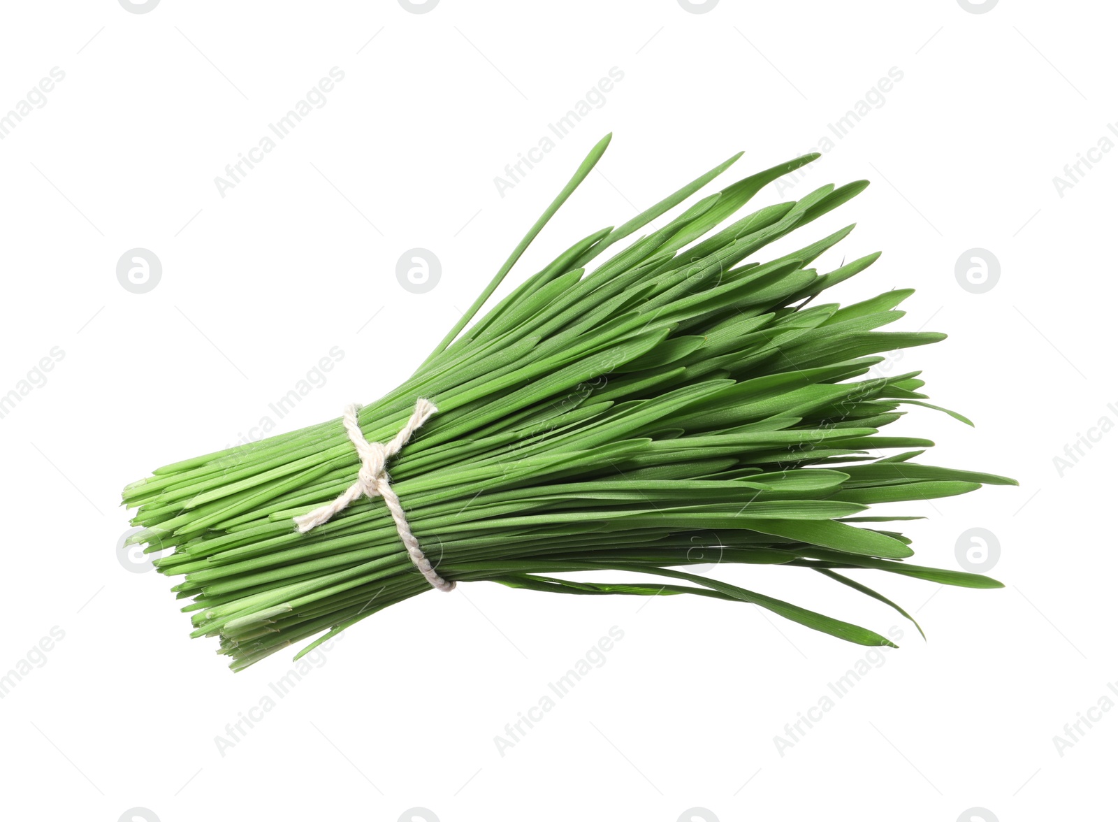 Photo of Bunch of fresh wheat grass sprouts isolated on white