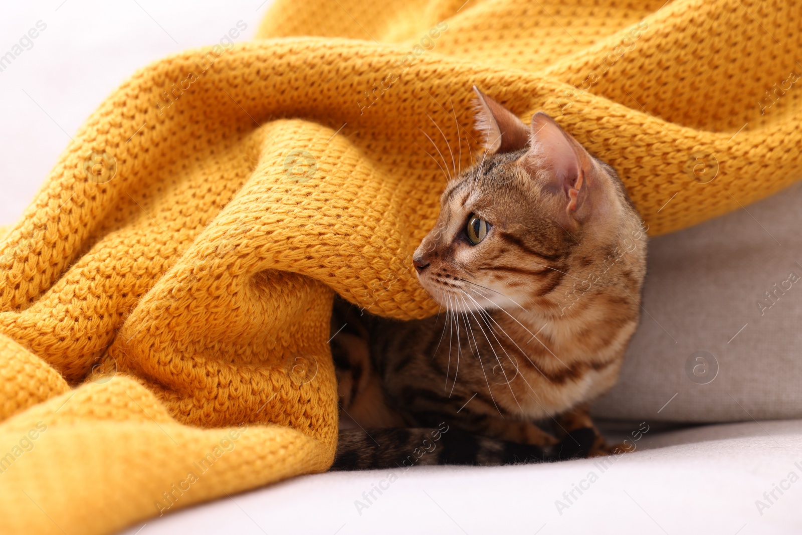 Photo of Cute Bengal cat lying on sofa at home. Adorable pet