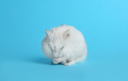 Photo of Cute funny pearl hamster on light blue background