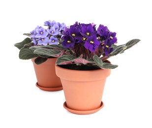 Photo of Beautiful potted violets on white background. Plants for house decor