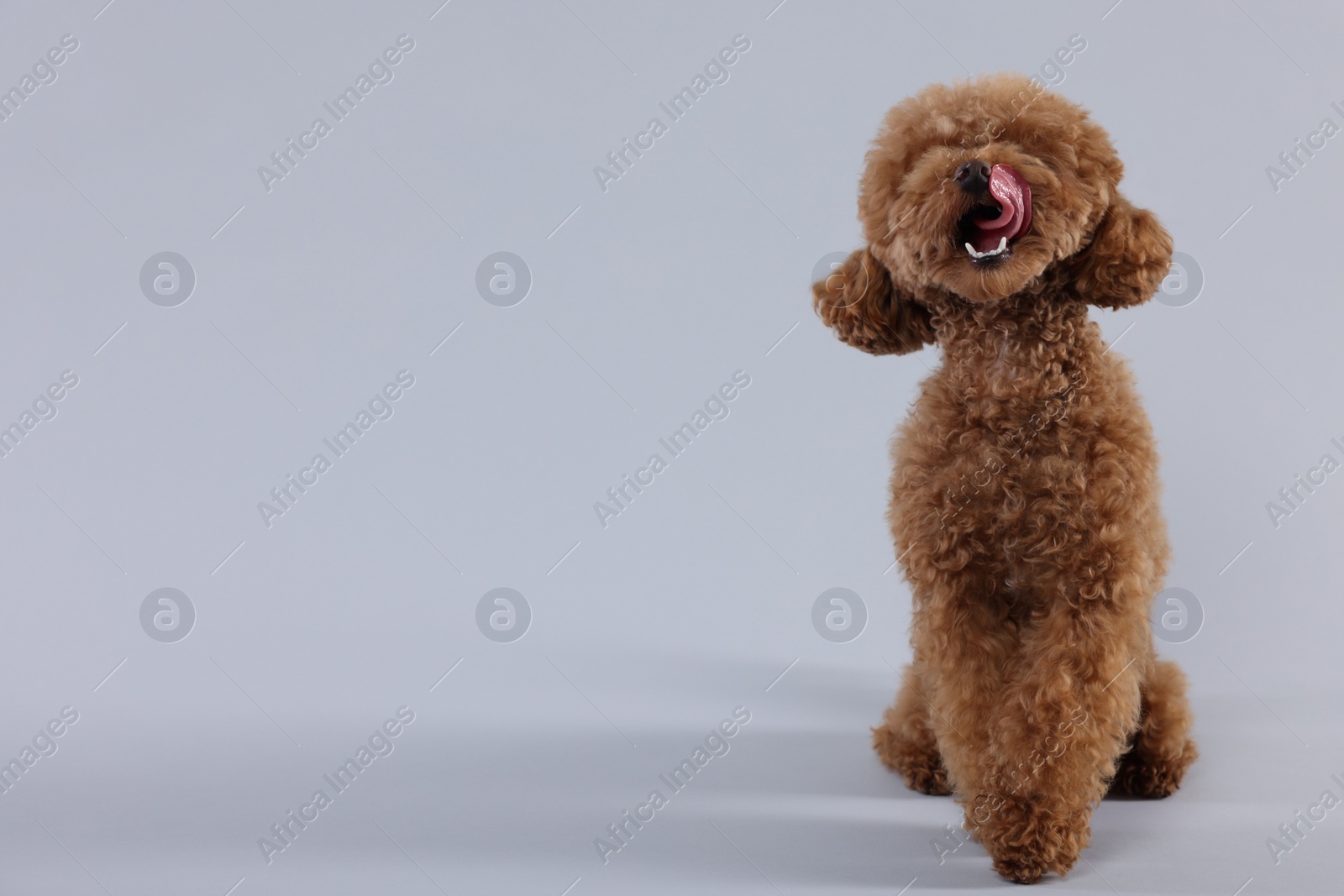 Photo of Cute Maltipoo dog licking itself on light grey background. Lovely pet