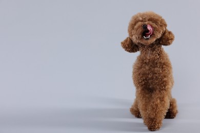 Photo of Cute Maltipoo dog licking itself on light grey background. Lovely pet