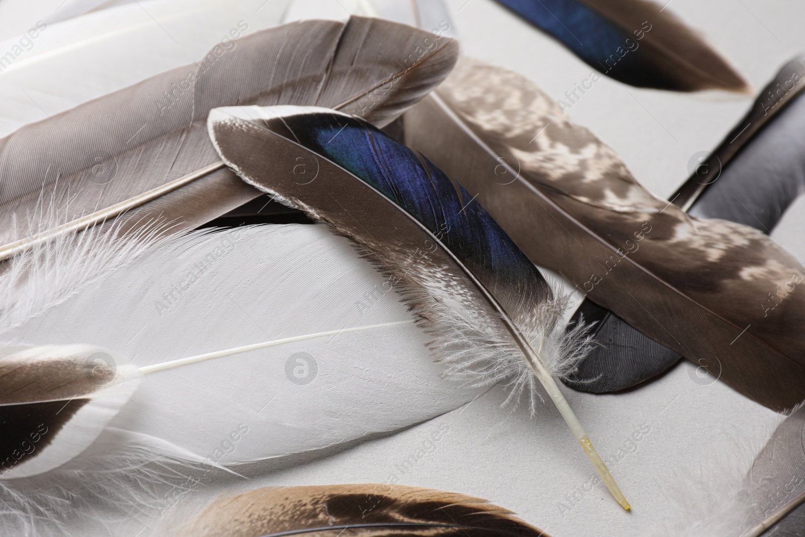 Photo of Many different bird feathers on white background, closeup