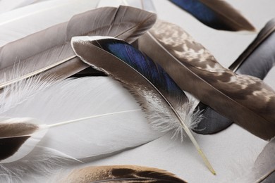 Photo of Many different bird feathers on white background, closeup