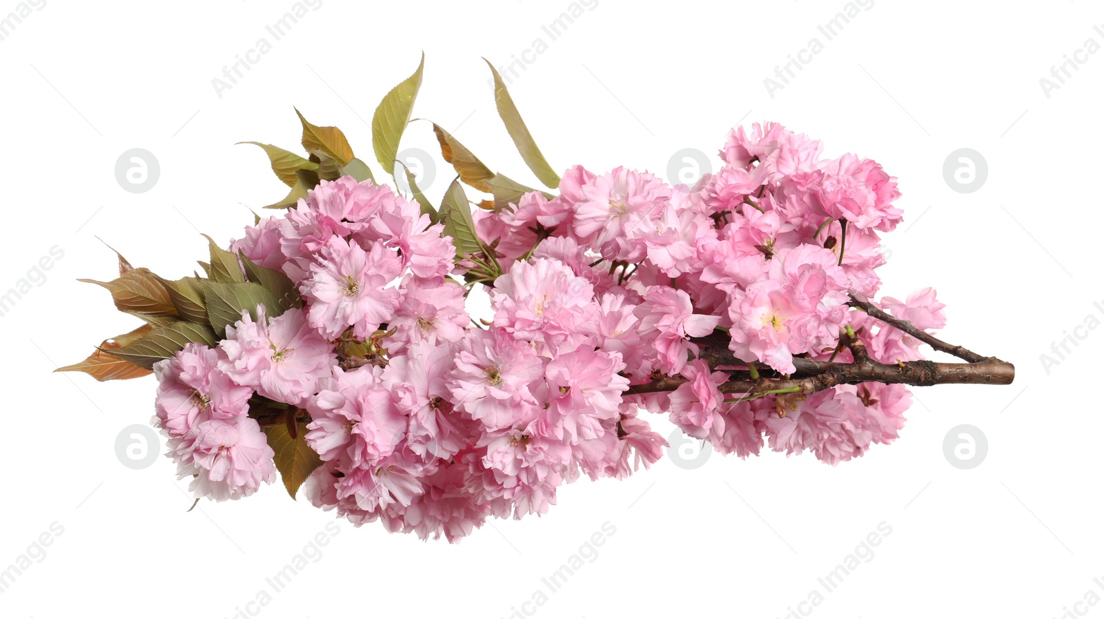 Photo of Beautiful sakura tree branch with pink flowers isolated on white