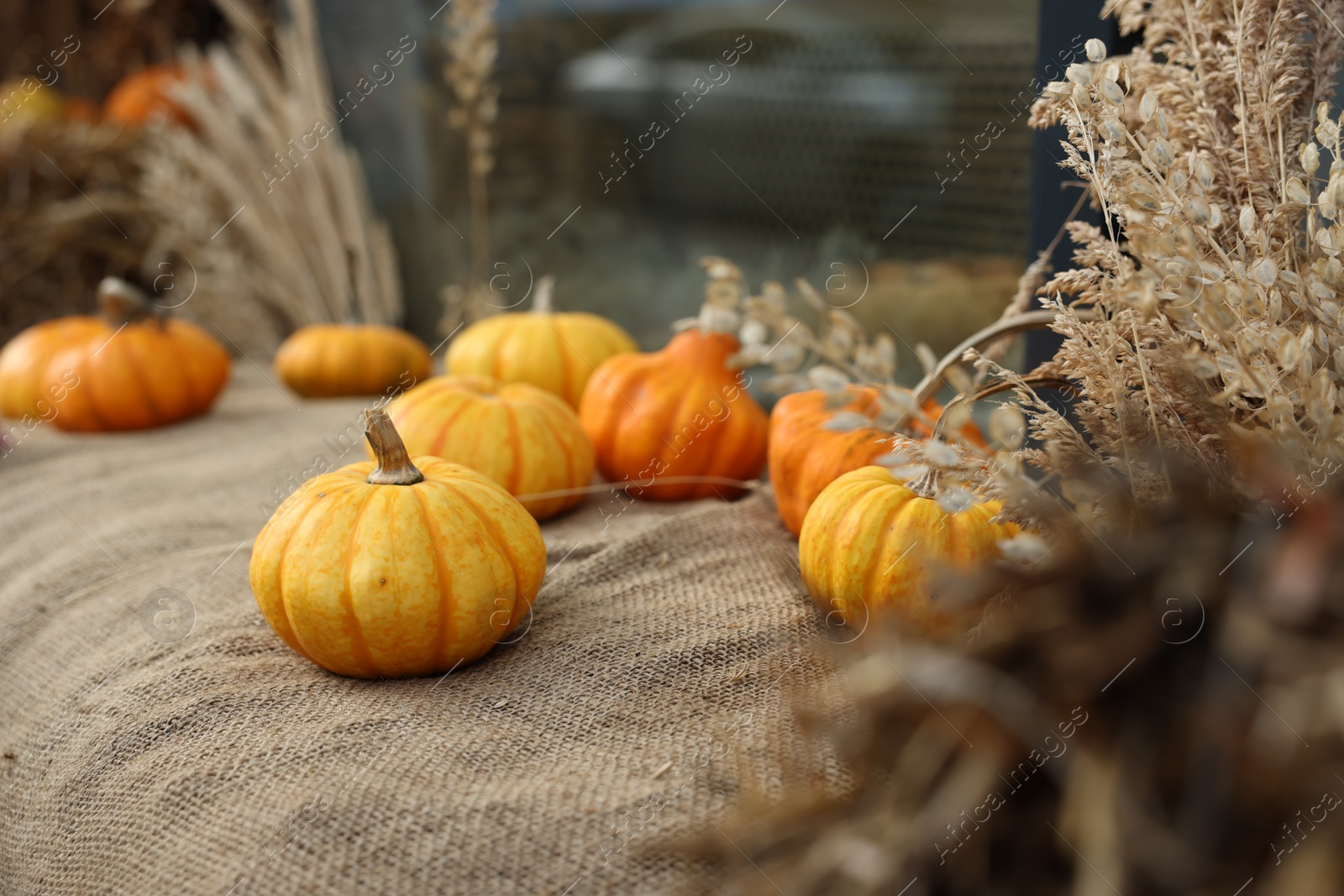 Photo of Many pumpkins and dry flowers on burlap fabric outdoors, selective focus