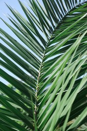 Photo of Beautiful green tropical leaf against blue sky, closeup