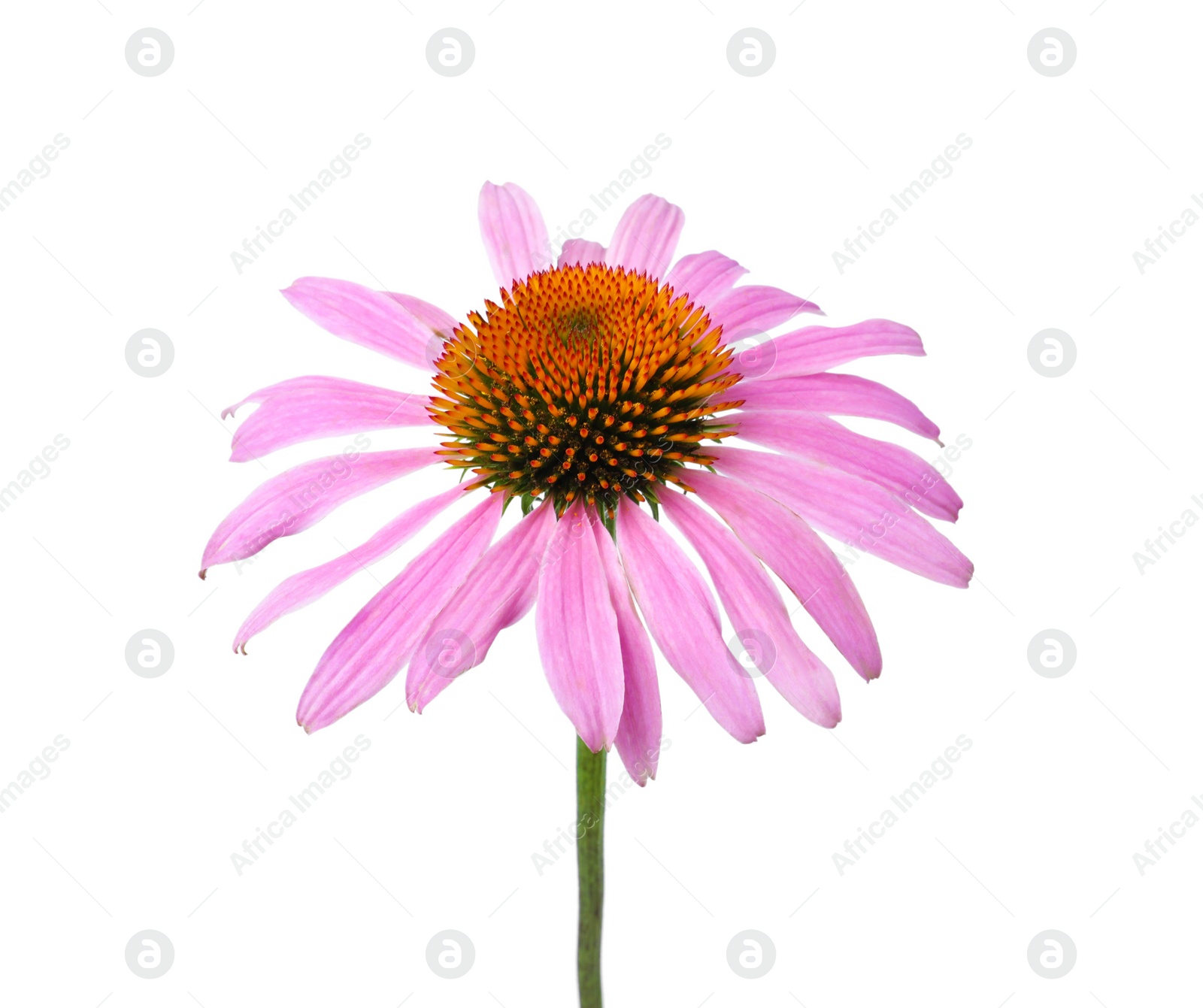 Photo of Beautiful blooming echinacea flower isolated on white