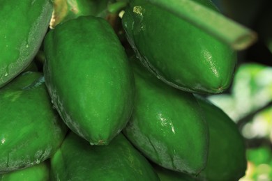 Photo of Unripe papaya fruits growing on tree outdoors, closeup view