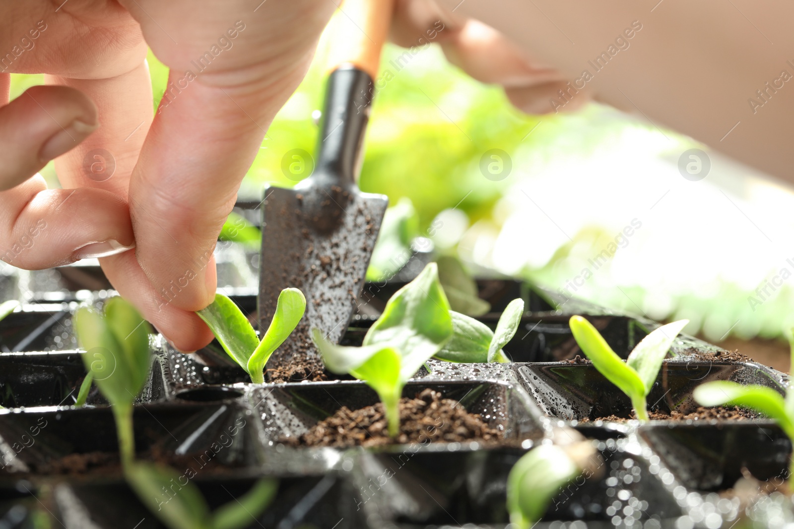 Photo of Woman planting young vegetable sprout into seedling tray, closeup