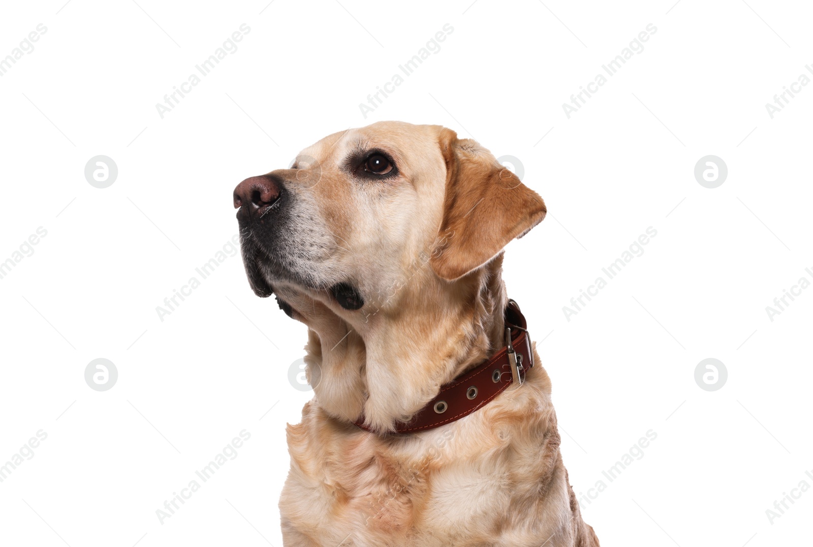 Photo of Cute Labrador Retriever in dog collar on white background