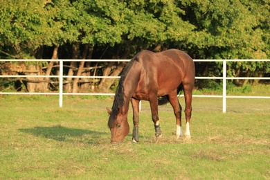 Beautiful chestnut horse grazing on green pasture