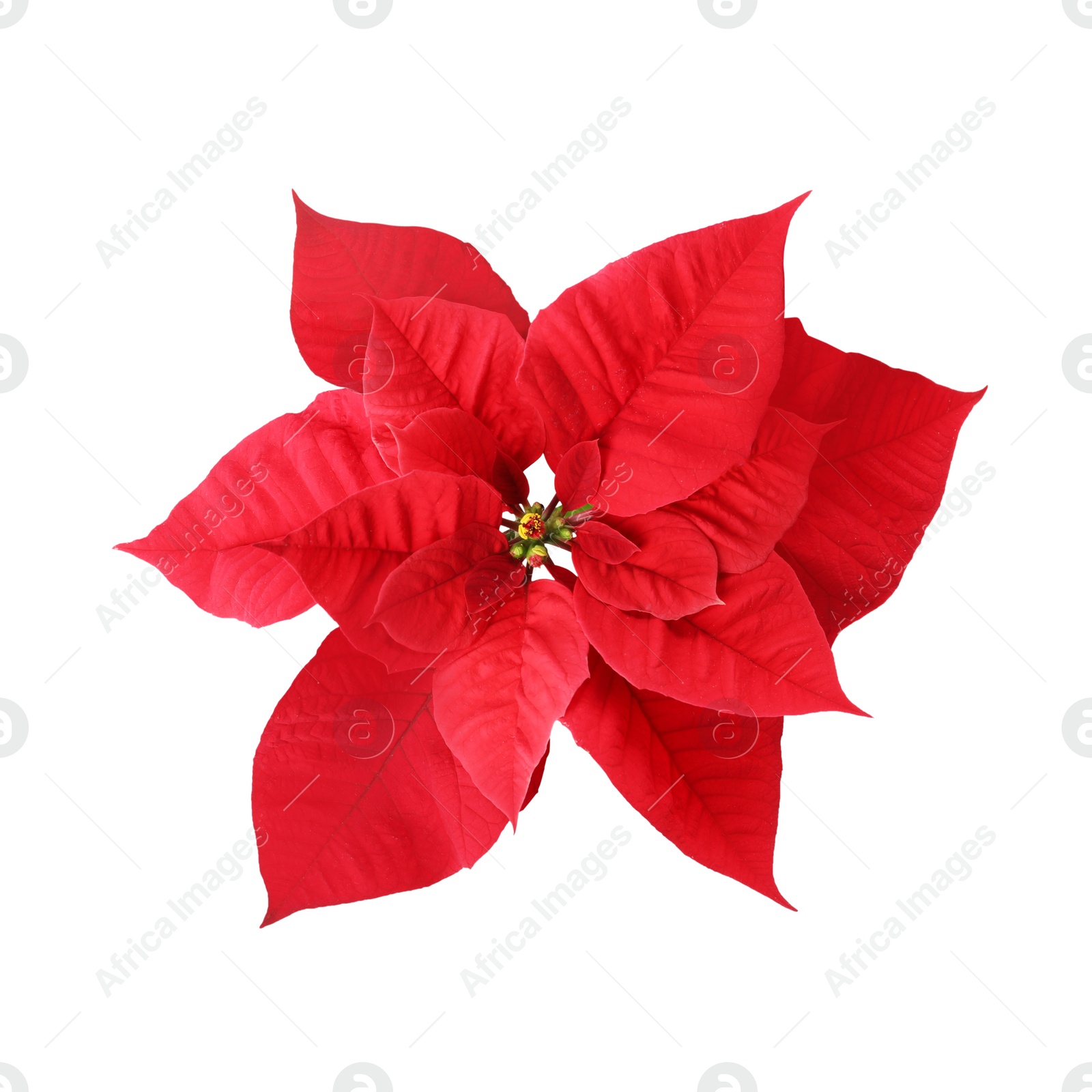 Photo of Beautiful Poinsettia isolated on white, top view. Traditional Christmas flower