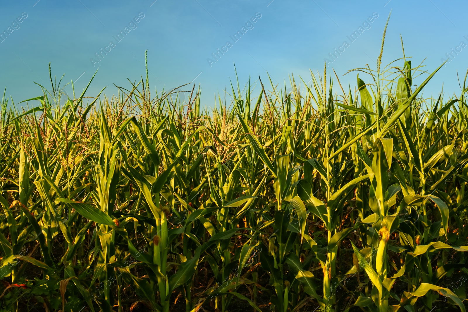 Photo of Beautiful view of corn growing in field