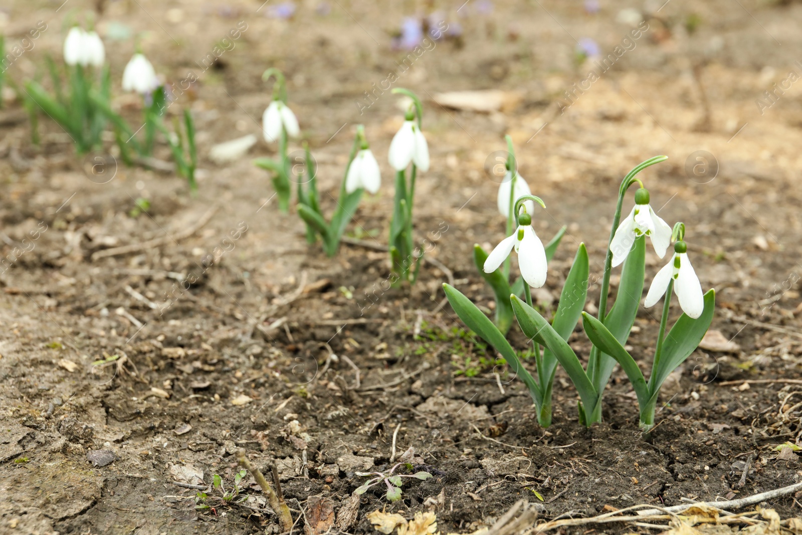 Photo of Beautiful blooming snowdrops in garden. First flowers