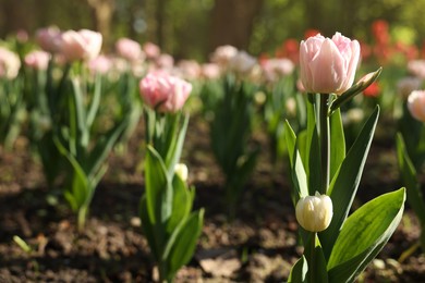 Beautiful pink tulips growing outdoors on sunny day
