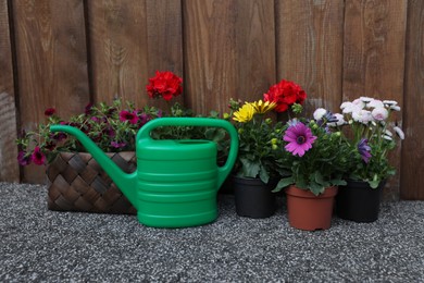 Beautiful blooming flowers and watering can near wooden fence outdoors