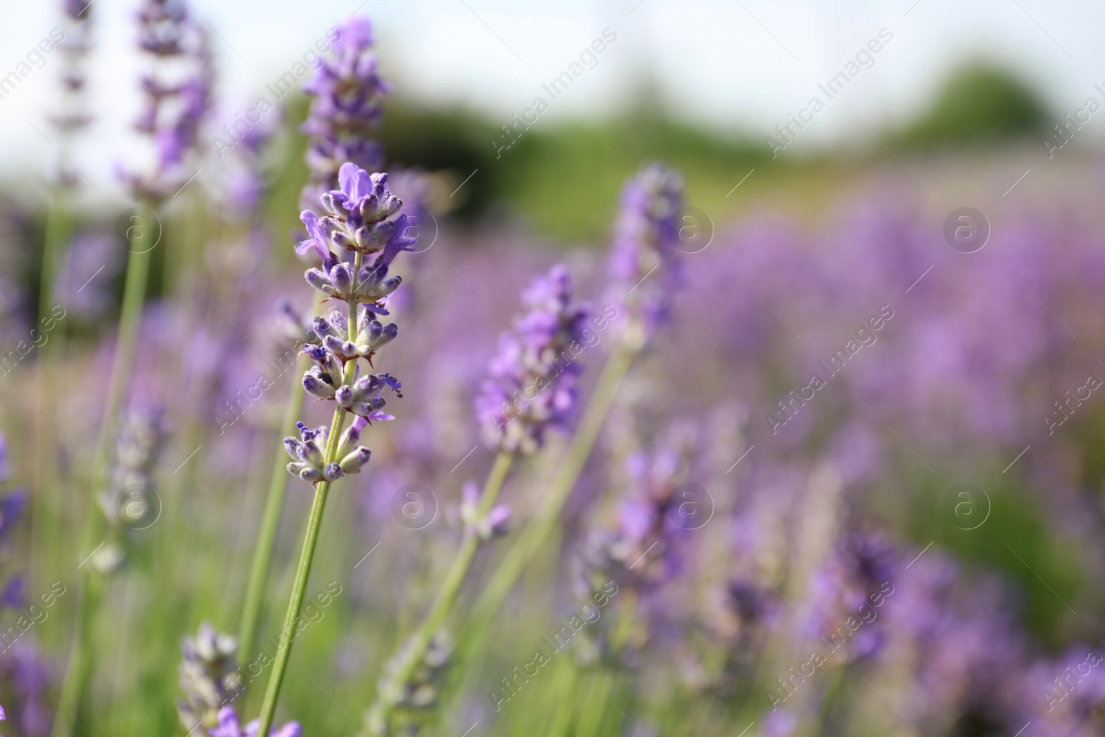 Photo of Beautiful blooming lavender field on summer day, closeup