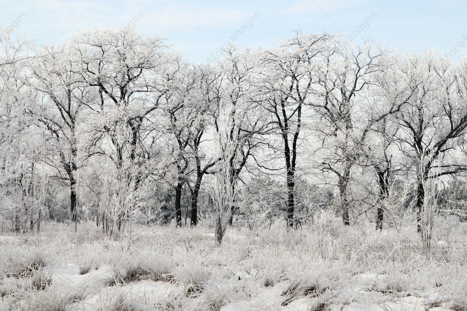 Photo of Plants covered with hoarfrost outdoors on winter morning