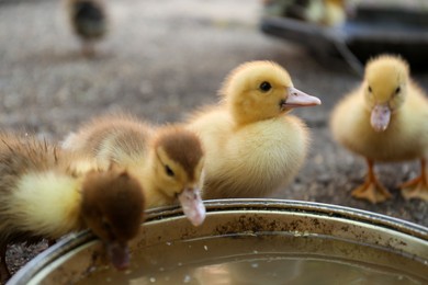 Photo of Cute fluffy ducklings near bowl of water in farmyard