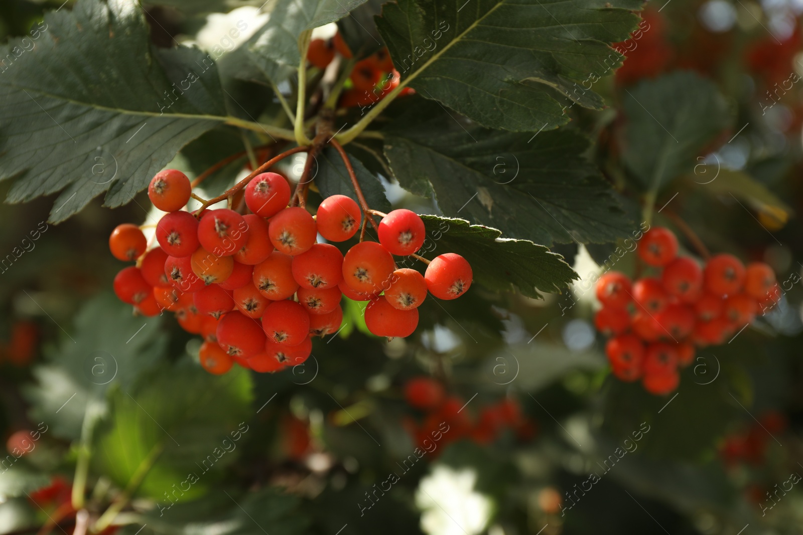 Photo of Rowan tree with many orange berries growing outdoors, closeup