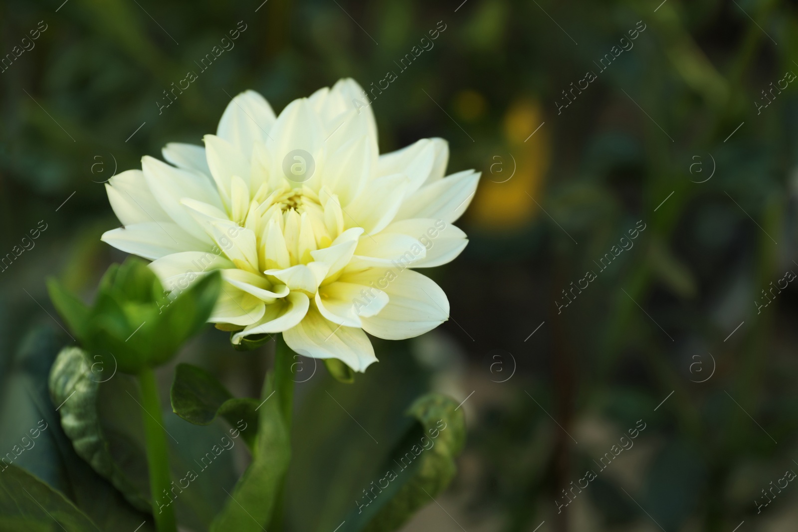 Photo of Beautiful blooming white dahlia flower in green garden