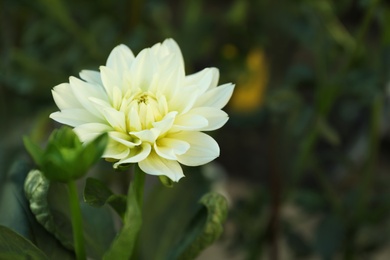 Beautiful blooming white dahlia flower in green garden