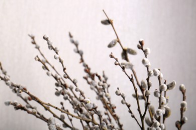 Photo of Beautiful blooming willow branches on light grey background