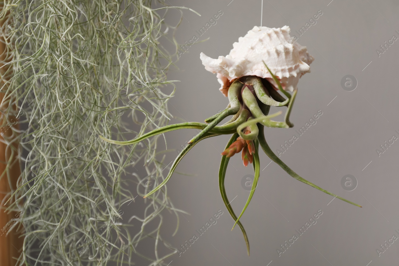 Photo of Tillandsia plants in seashell hanging on grey background. House decor